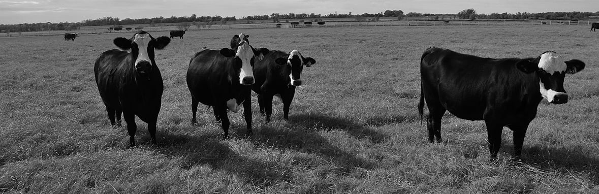 rangeherd-slider04.jpg