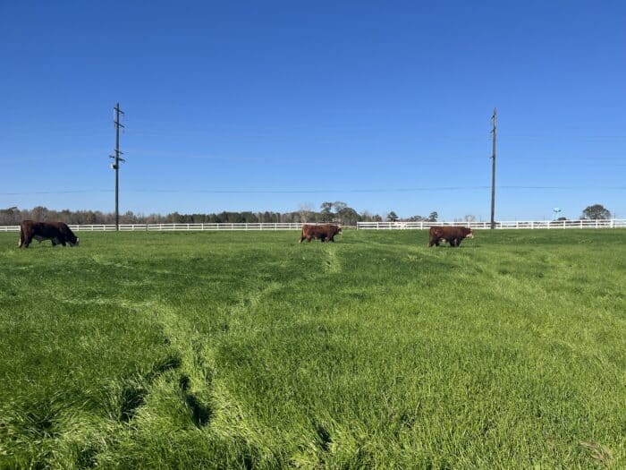 Three brown cows graze on a green grassy field with a white fence and power lines in the background under a clear blue sky.