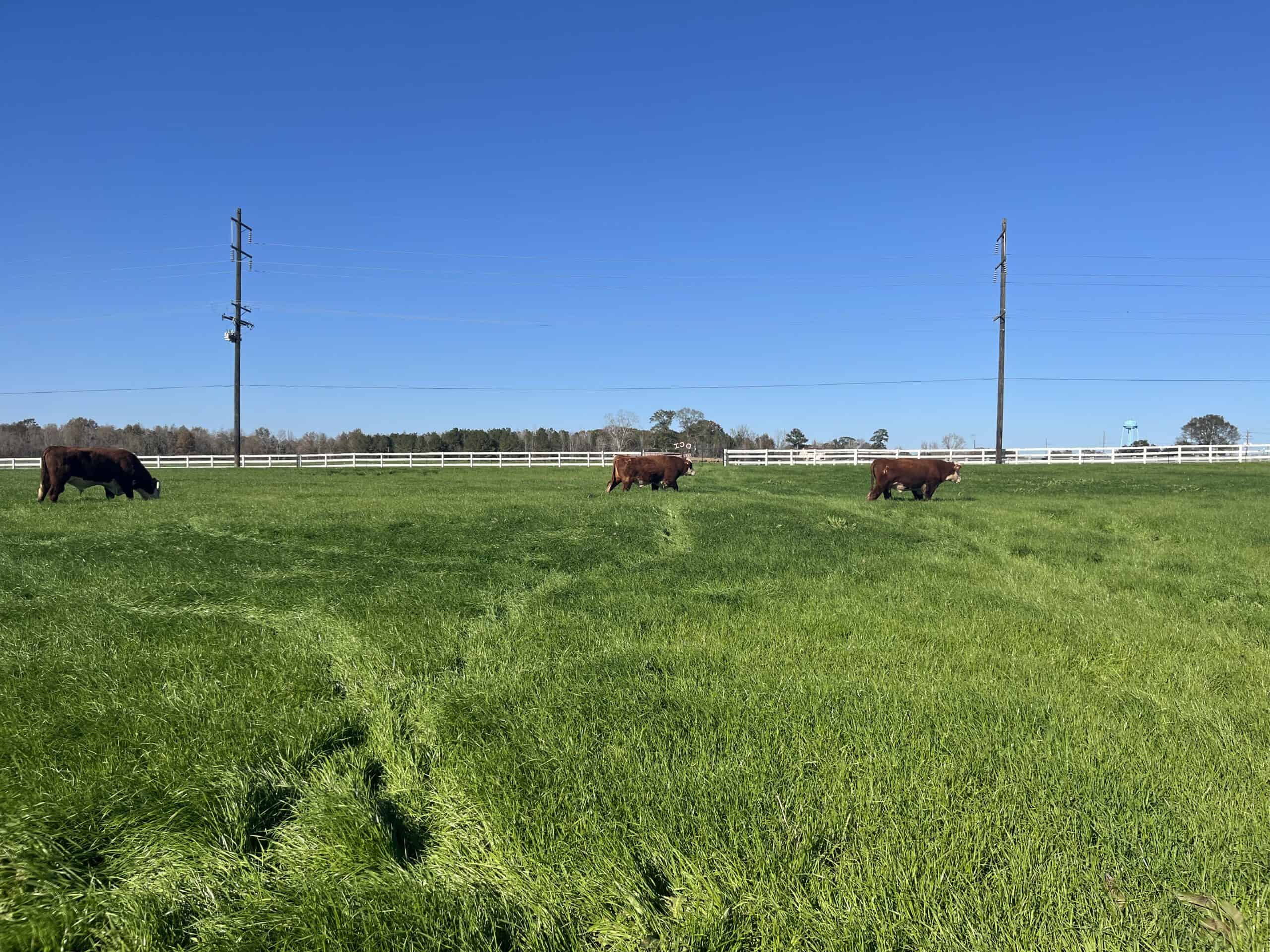 Three brown cows graze on a green grassy field with a white fence and power lines in the background under a clear blue sky.