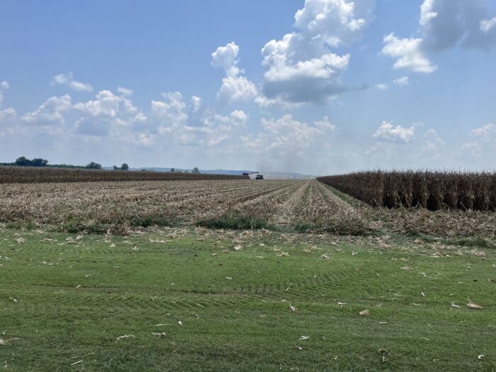 A combine harvester works in a large cornfield under a partly cloudy sky, with cut corn in rows and unharvested corn on the right.