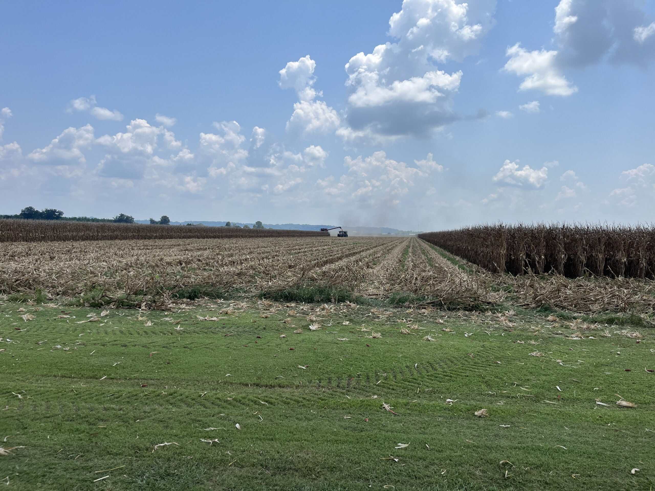 A combine harvester works in a large cornfield under a partly cloudy sky, with cut corn in rows and unharvested corn on the right.