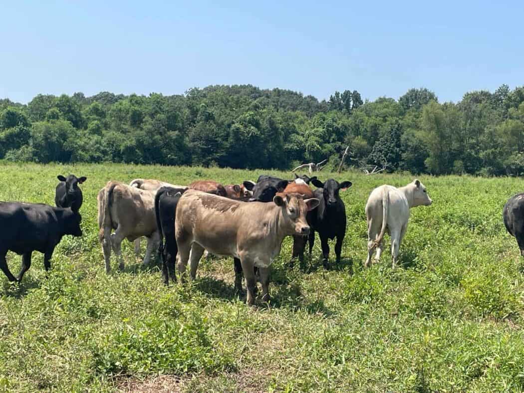 A group of cows of various colors standing in a grassy field with trees and blue sky in the background.