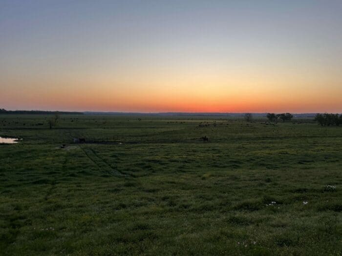 A flat grassy field at sunset, with an orange glow on the horizon and scattered trees and cattle in the distance.