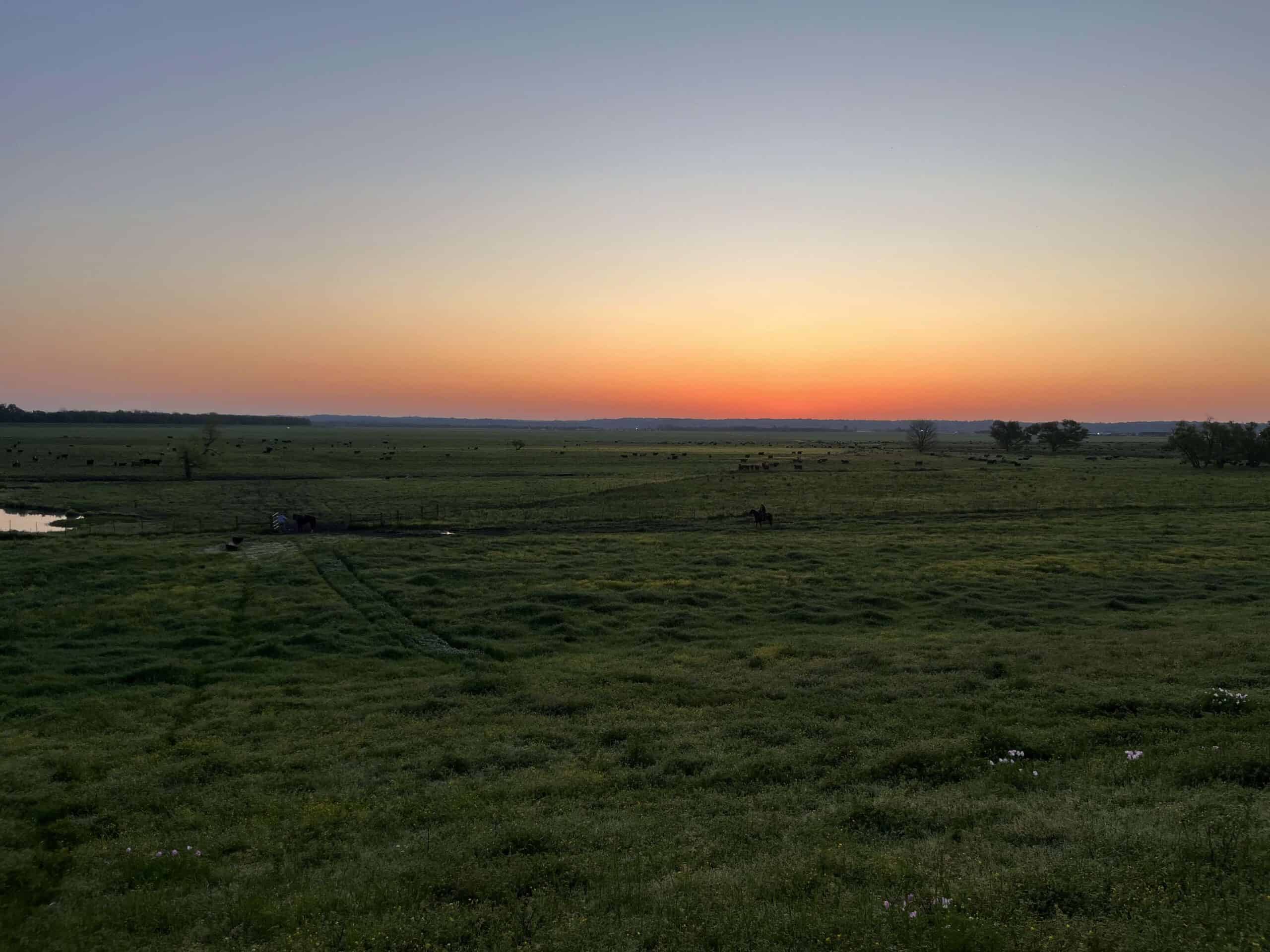 A flat grassy field at sunset, with an orange glow on the horizon and scattered trees and cattle in the distance.