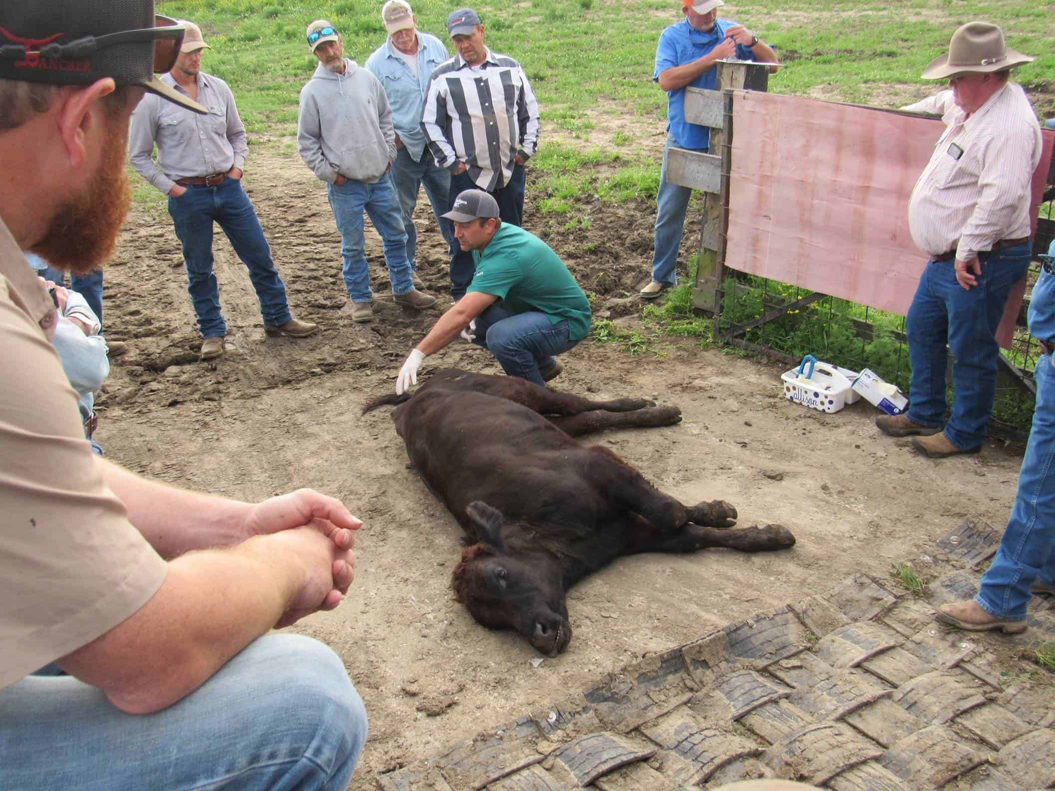 A group of people watch as a person kneels beside a cow lying on the ground, wearing gloves and appearing to examine the animal.