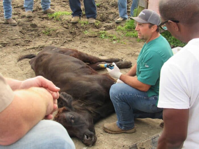 A veterinarian kneels by a sedated calf on the ground, holding a tool, while several people stand and observe.