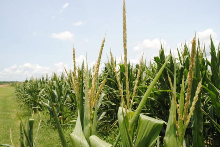 Rows of tall, green corn plants grow in a field under a blue sky with scattered clouds.